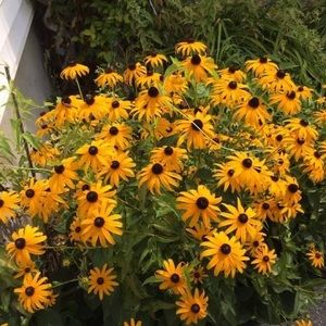 Meet your Posher, Regina